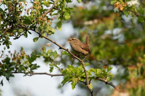 Eurasian wren (Troglodytes troglodytes) adult garden bird singing in a Hawthorn tree in summer,