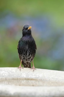 Common starling (Sturnus vulgaris) adult bird on a garden bird bath, Suffolk, England, United