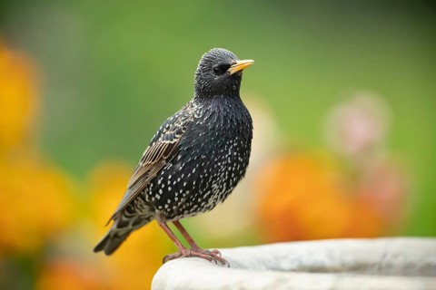 Common starling (Sturnus vulgaris) adult bird on a garden bird bath in spring, Suffolk, England,