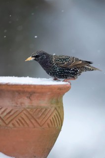Common starling (Sturnus vulgaris) adult garden bird on a snow covered garden plant pot in winter,