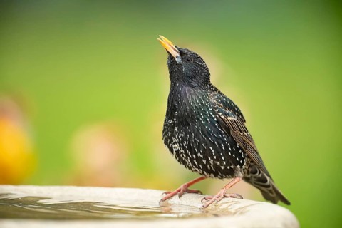 Common starling (Sturnus vulgaris) adult bird drinking water from a garden bird bath in spring,