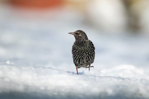 Common starling (Sturnus vulgaris) adult garden bird walking on a snow covered garden in winter,