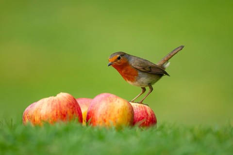 European robin (Erithacus rubecula) adult garden bird on a pile of apples fruit, England, United