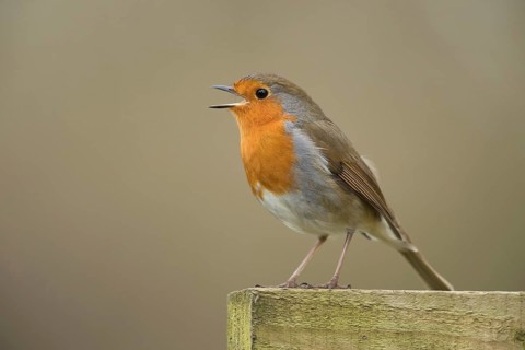 European robin (Erithacus rubecula) adult garden bird singing on a fence in spring, Suffolk,