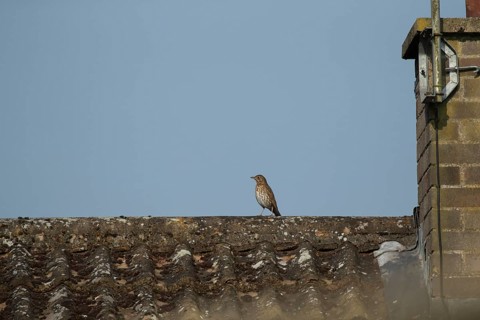 Song thrush (Turdus philomelos) adult garden bird on an urban house roof, England, United Kingdom