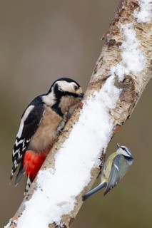 Great spotted woodpecker (Dendrocopos major) and Blue tit (Cyanistes caeruleus) adult garden birds