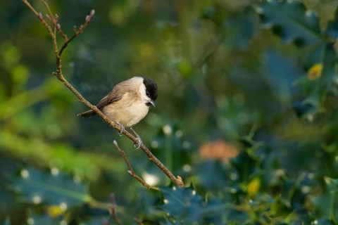 Marsh tit (Poecile palustris) adult bird in a holly tree, England, United Kingdom