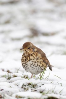 Song thrush (Turdus philomelos) adult bird in a snow covered garden in winter, England, United