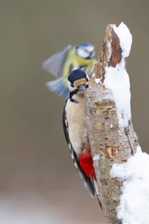 Great spotted woodpecker (Dendrocopos major) adult bird feeding on a snow covered tree stump with a