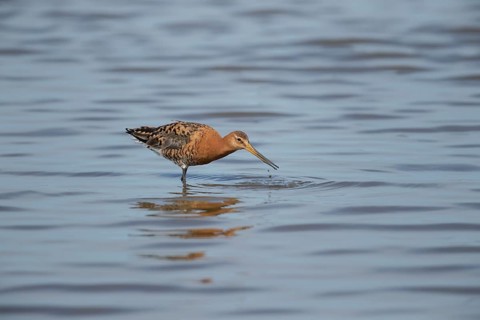 Black tailed godwit (Limosa limosa) adult wader bird in summer plumage feeding in a shallow lagoon,