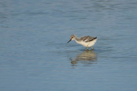 Pied avocet (Recurvirostra avosetta) juvenile baby bird feeding in a shallow lagoon in summer, RSPB