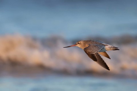 Bar tailed godwit (Limosa lapponica) adult wading bird in winter plumage in flight, RSPB Titchwell