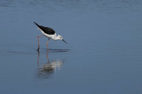 Black winged stilt (Himantopus himantopus) adult wader bird feeding in a shallow a lagoon, RSPB