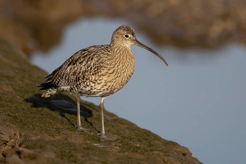 Eurasian curlew (Numenius arquata) adult bird on a mudflat, RSPB Titchwell nature reserve, Norfolk,