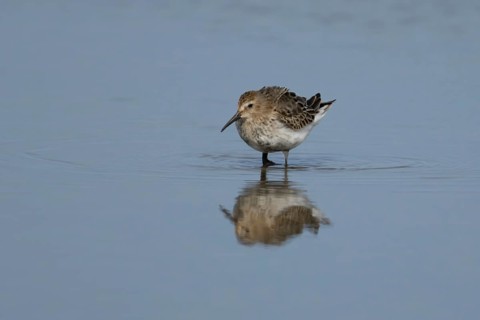 Dunlin (Calidris alpina) adult wader bird in a shallow lagoon, RSPB Titchwell nature reserve,