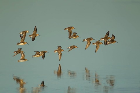 Dunlin (Calidris alpina) adult wader birds flying in a flock over a lagoon, RSPB Titchwell nature