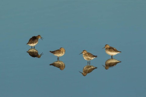 Dunlin (Calidris alpina) four adult wader birds in a shallow lagoon, RSPB Titchwell nature reserve,