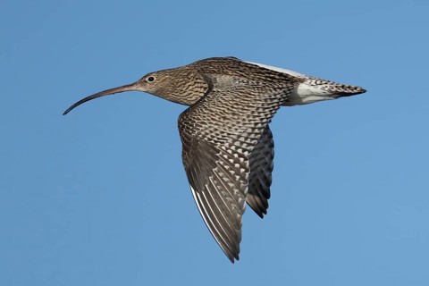 Eurasian curlew (Numenius arquata) adult wader bird flying, Norfolk, England, United Kingdom