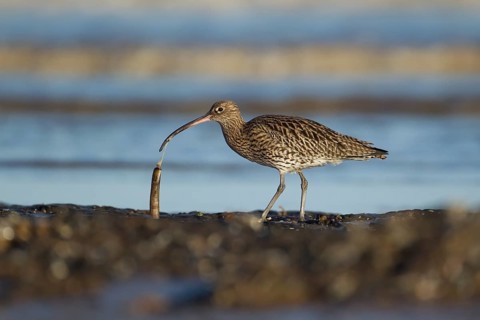 Eurasian curlew (Numenius arquata) adult wader bird feeding on a razorshell on a coastline, RSPB