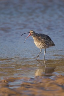 Eurasian curlew (Numenius arquata) adult bird calling in a coastal lagoon, Norfolk, England, United