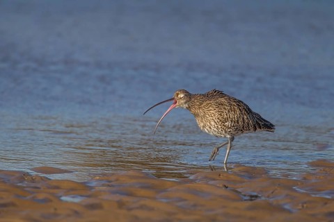 Eurasian curlew (Numenius arquata) adult bird calling in a coastal lagoon, Norfolk, England, United