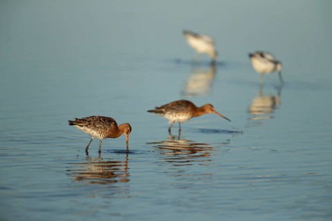 Black tailed godwit (Limosa limosa) two adult male wader birds feeding in a shallow lagoon, RSPB
