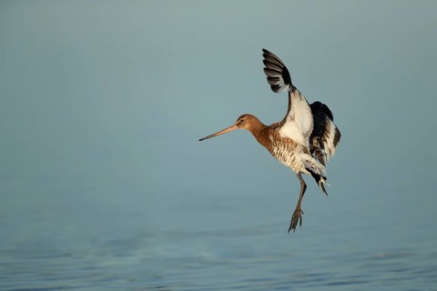 Black tailed godwit (Limosa limosa) adult wader bird coming into land on a shallow lagoon, RSPB