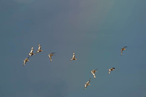 Black tailed godwit (Limosa limosa) adult wader birds in flight with a faint rainbow in the