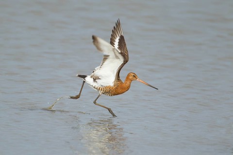 Black tailed godwit (Limosa limosa) adult wader bird in summer plumage in a shallow lagoon, RSPB