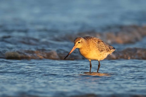 Bar tailed godwit (Limosa lapponica) adult wading bird in winter plumage in the surf of the sea,