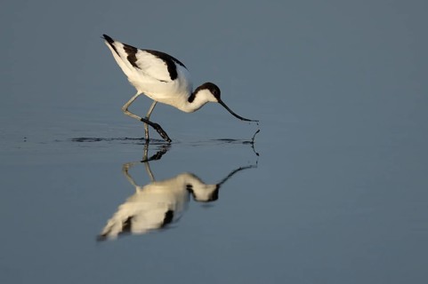 Pied avocet (Recurvirostra avosetta) adult wading bird feeding in a shallow lagoon in summer, RSPB