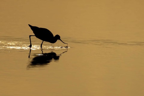 Pied avocet (Recurvirostra avosetta) adult wading bird feeding in a shallow lagoon silhouette at