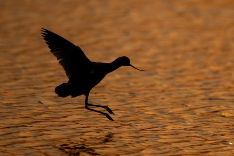 Pied avocet (Recurvirostra avosetta) adult wading bird in flight landing in a lagoon silhouette at