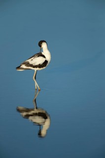 Pied avocet (Recurvirostra avosetta) adult wading bird preening in a shallow lagoon in summer, RSPB