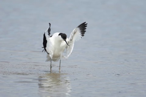 Pied avocet (Recurvirostra avosetta) adult wading bird flapping its wings in a shallow lagoon in
