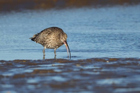 Eurasian curlew (Numenius arquata) adult bird feeding in a coastal lagoon, Norfolk, England, United