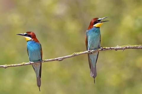 European bee-eater (Merops apiaster) two animals sitting on a branch covered with green lichen,