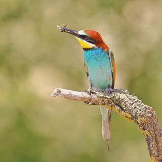 European bee-eater (Merops apiaster) sitting on an old branch with an insect as prey, Lake