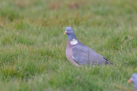 Woodpigeon (Columba palumbus), in a meadow, Wilnsdorf, North Rhine-Westphalia, Germany
