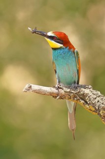 European bee-eater (Merops apiaster) sitting on an old branch with an insect as prey, Lake