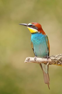 European bee-eater (Merops apiaster) sitting on a branch covered with green lichen, Lake Neusiedl,