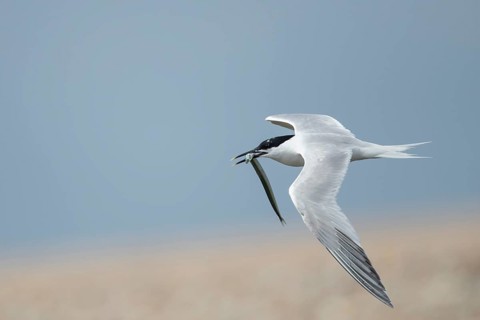 Sandwich tern (Thalasseus sandvicensis) adult bird in flight with a fish in its beak in summer,