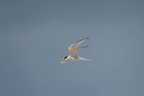 Little tern (Sternula albifrons) adult bird in flight carrying a fish in its beak in summer,