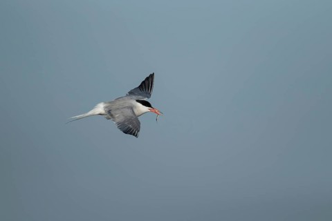 Common tern (Sterna hirundo) adult bird in flight with a fish for food in its beak in summer,