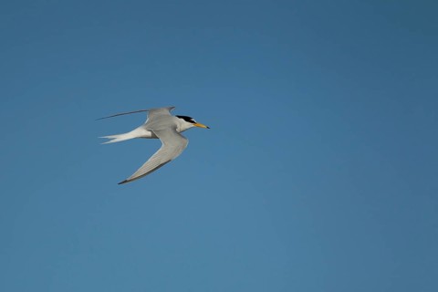 Little tern (Sternula albifrons) adult bird in flight in summer, Norfolk, England, United Kingdom