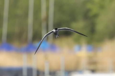 Common tern (Sterna hirundo) adult bird in flight over a lake, Suffolk, England, United Kingdom