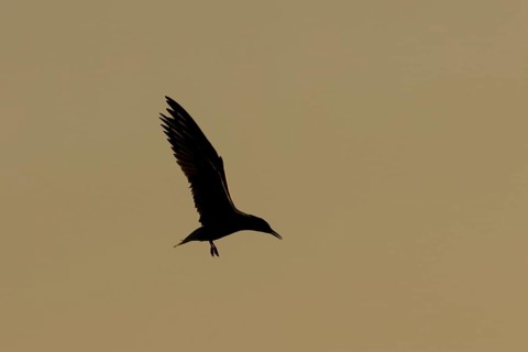 Common tern (Sterna hirundo) adult bird in flight silhouette at sunset, RSPB Minsmere nature