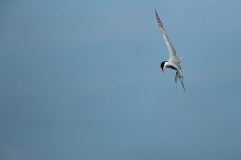 Common tern (Sterna hirundo) adult bird hovering in flight in summer, RSPB Minsmere nature reserve,