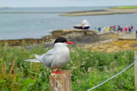 Arctic tern (Sterna paradisaea) adult bird perched on a fence post next to a footpath with people