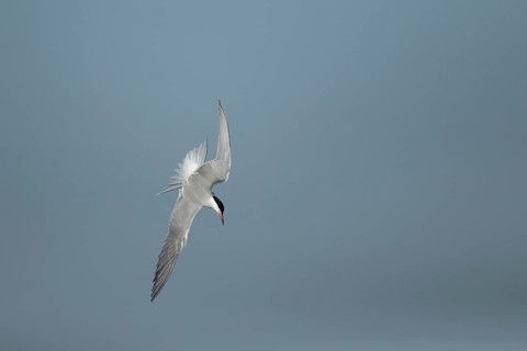 Common tern (Sterna hirundo) adult bird diving down in flight in summer, RSPB Minsmere nature